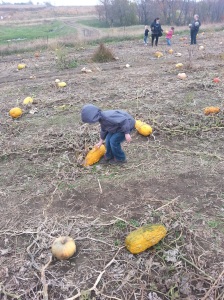Looking for the perfect pumpkin
